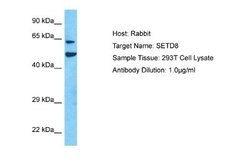 SETD8 Antibody, Novus Biologicals 100 &mu;L; Unconjugated:Antibodies, Polyclonal
